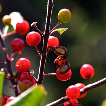 Rhamnus ilicifolia, Holly-leaf Buckthorn